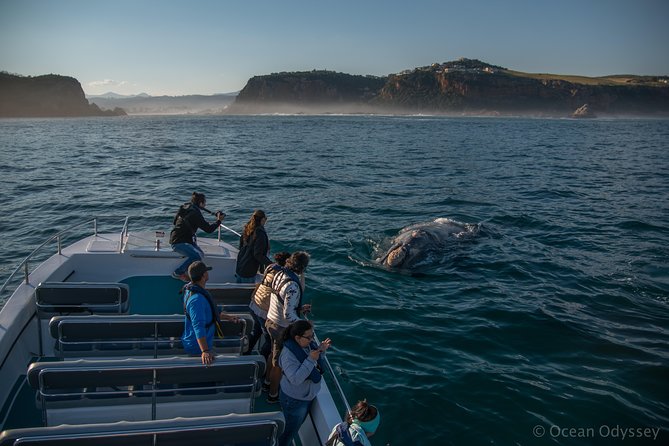 Whale Watching Knysna - Close Encounter Experience Ocean Odyssey - The 2-hour on-water loop: from Thesen Island out to whale country