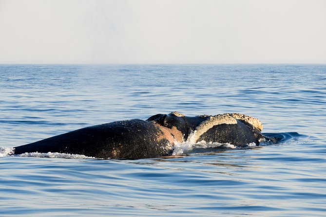 Whale Watching Knysna - Close Encounter Experience Ocean Odyssey - Which whales and dolphins you can realistically expect in Knysna