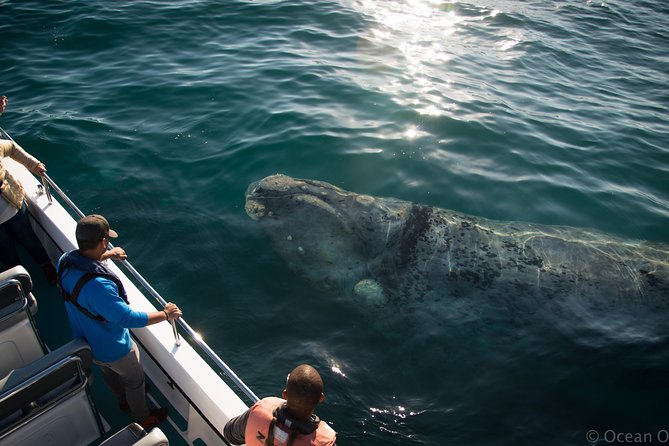 Whale Watching Knysna - Close Encounter Experience Ocean Odyssey - How the captain’s commentary changes what you notice