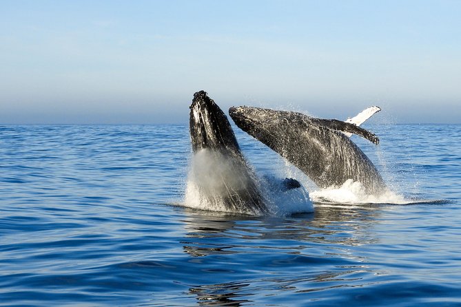 Whale Watching Knysna - Close Encounter Experience Ocean Odyssey - Comfort on the water: weather, sea conditions, and motion sickness tips that help
