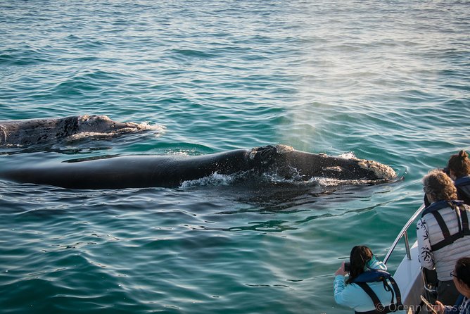 Whale Watching Knysna - Close Encounter Experience Ocean Odyssey - Ocean Odyssey check-in, life jackets, and the safety briefing you actually get