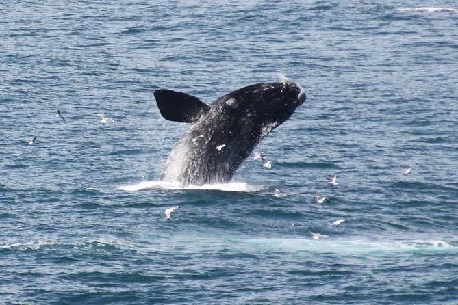 Whale Watching Walking Tours (Land-Based) - from JUNE 2025 - Key things I’d focus on before you go