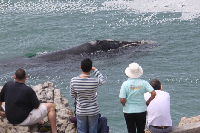 Whale Watching Walking Tours (Land-Based) - from JUNE 2025 - Whale watching from the cliffs, not the boat