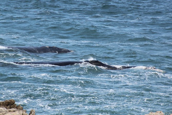 Whale Watching Walking Tours (Land-Based) - from JUNE 2025 - What makes the private vehicle feel worth it