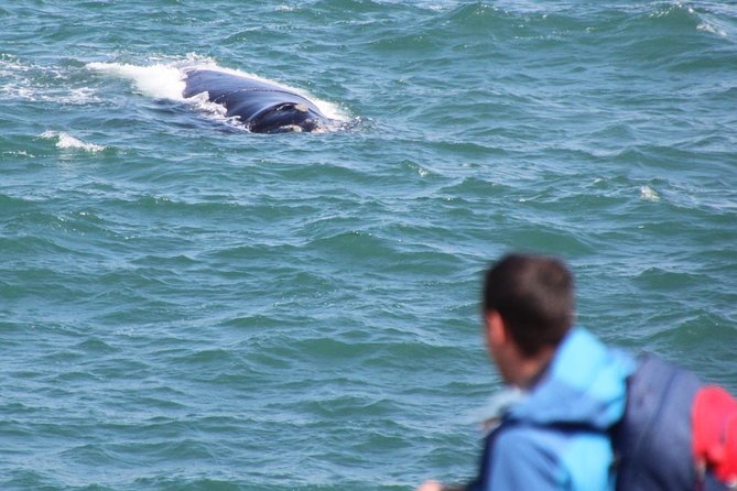 Whale Watching Walking Tours (Land-Based) - from JUNE 2025 - Marine-life learning that actually improves your spotting