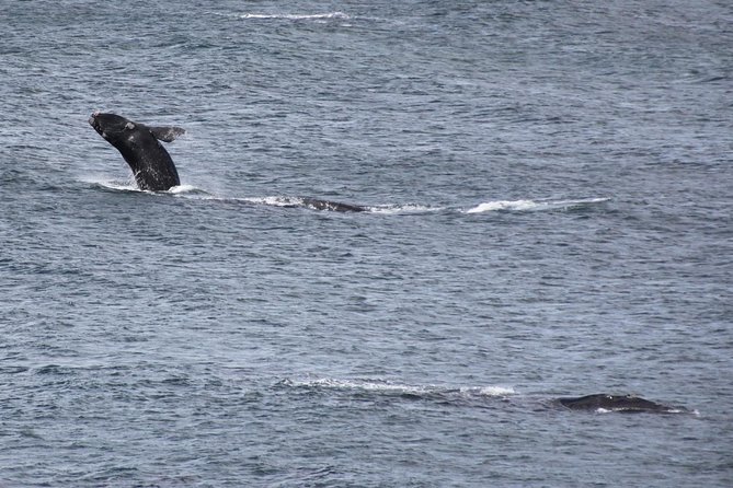Whale Watching Walking Tours (Land-Based) - from JUNE 2025 - The 2 to 3 hour walking plan, with 5 to 7 viewing stops
