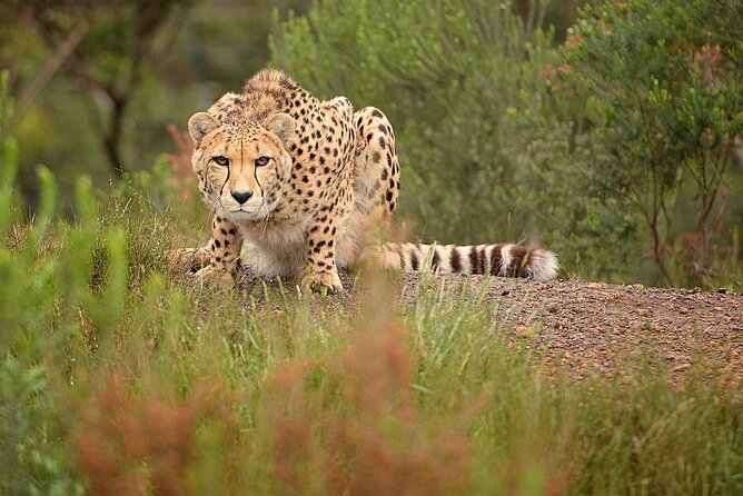 Wild Cat Experience Tour - Key highlights you should know before you go