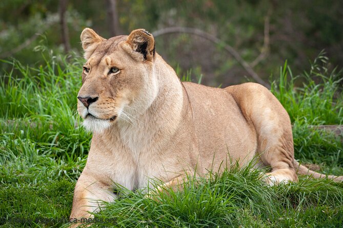 Wild Cat Experience Tour - No-touch close encounters: how to make the most of your viewing