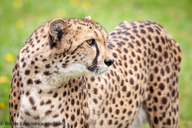 Wild Cat Experience Tour - Beyond cats: meerkats, marabou storks, and the penguin splash pool