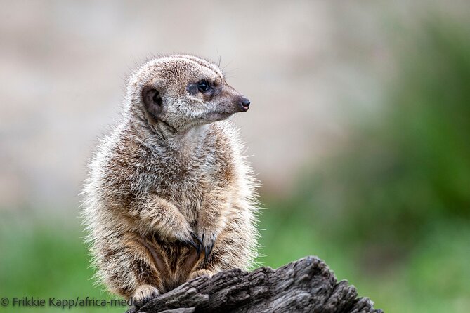 Wild Cat Experience Tour - Price and value: is $22.72 worth it for a 1-hour tour?