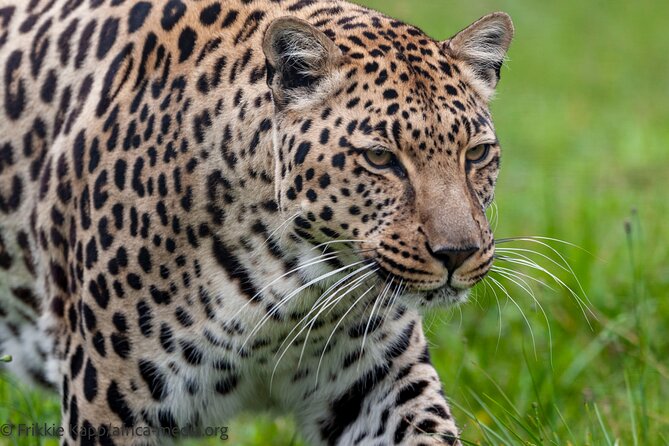 Wild Cat Experience Tour - Who should book this Wild Cat Experience, and who might not