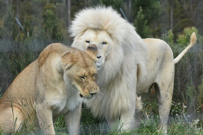 Wild Cat Experience Tour - Check in at Tenikwa Reception, then get your bearings