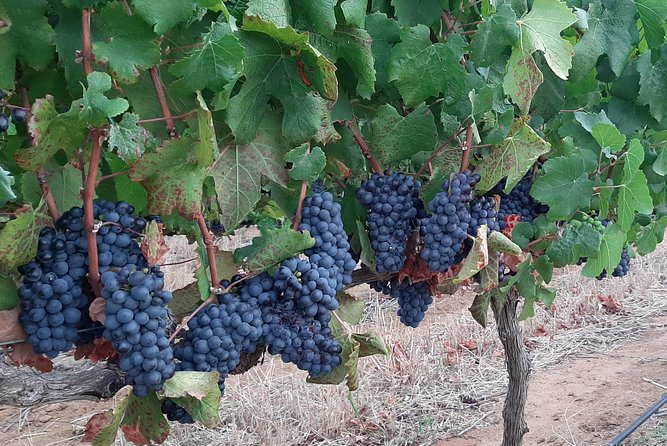 Wine Tour to Stellenbosch & Franschhoek with Tastings & Lunch - La Bri Estate: chocolate and wine, plus a cellar tour